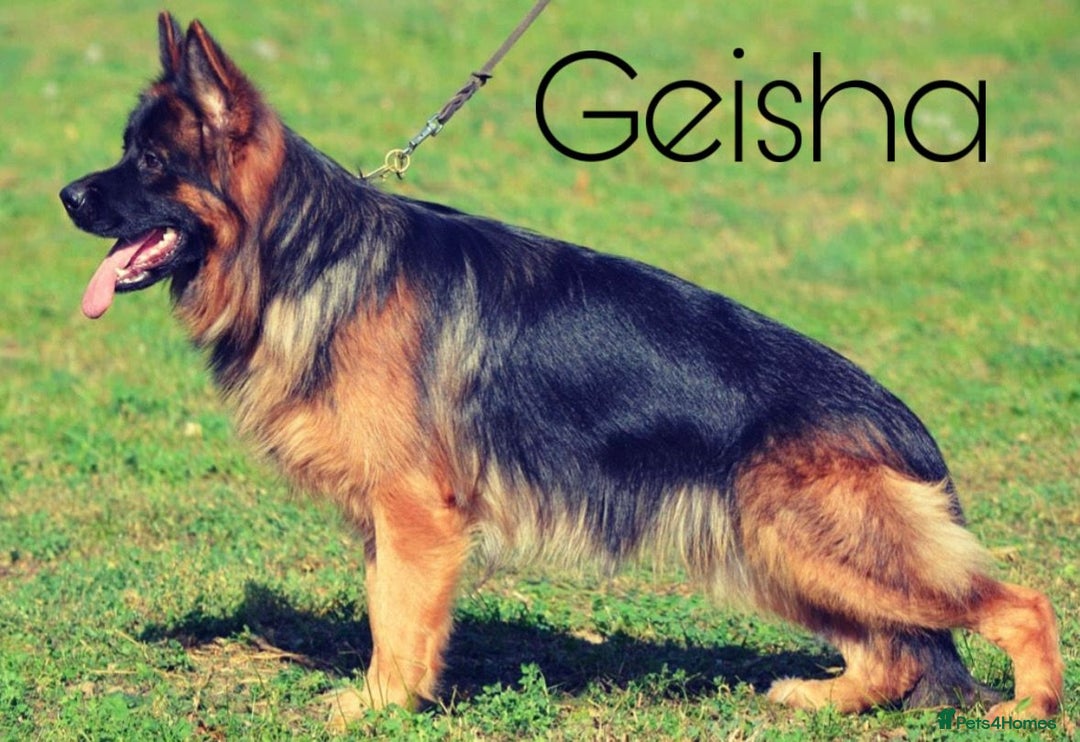 German Shepherd dogs for sale: German Shepherd - Image 4