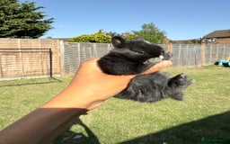 Netherland Dwarf rabbits for sale: •AVAILABLE• Pedigree Netherland Dwarf Baby BunnIes - Image 9
