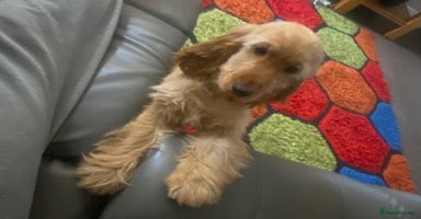 Cocker Spaniel dogs - Advert 15