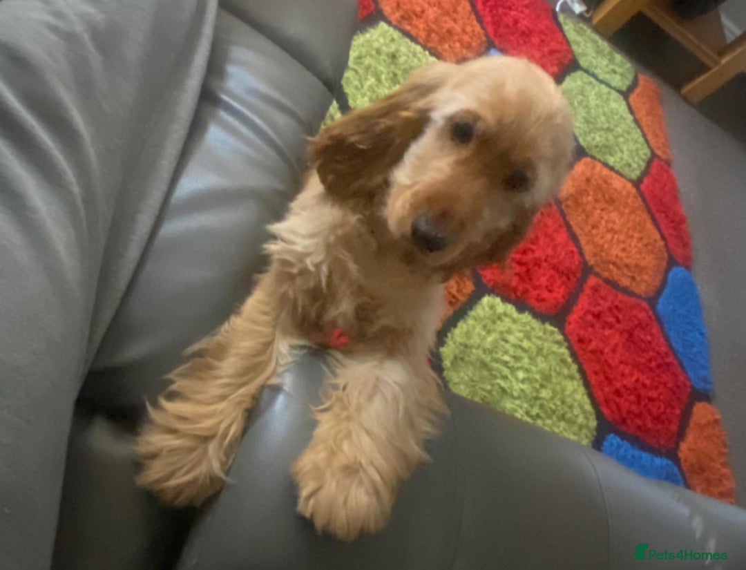 Cocker Spaniel dogs for sale: Golden Show Cocker Spaniel (Champion Lines) - Image 2