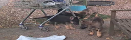 German Shepherd dogs for sale: Flat backed, German Shepherd puppies, DNA DM clear - Advert 12