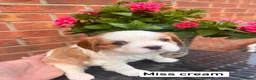 Cavalier King Charles Spaniel dogs for sale: KC REG LITTER OF 4 DNA CLEAR 🐶 🤩 PUPPIES  - Advert 5