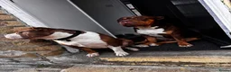 Mixed Breed dogs for sale: Three dogs available for rehoming  - Advert 8