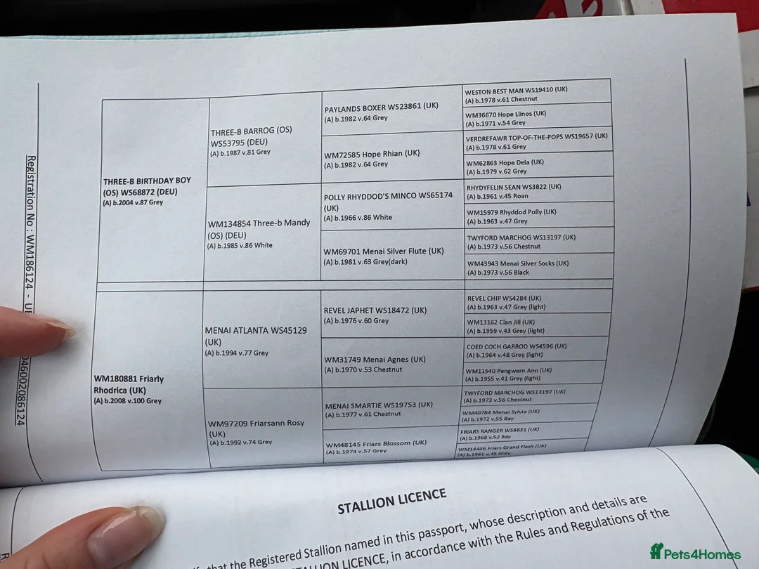 Welsh Section A horses for sale: Rising 6yo dapple grey Welsh A mare  in Hereford - Advert 4