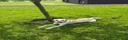 Labrador Retriever dogs for stud: White Labrador stud in Morpeth - Advert 6
