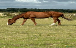 Irish Thoroughbred horses for sale: Tb gelding for sale - Advert 2