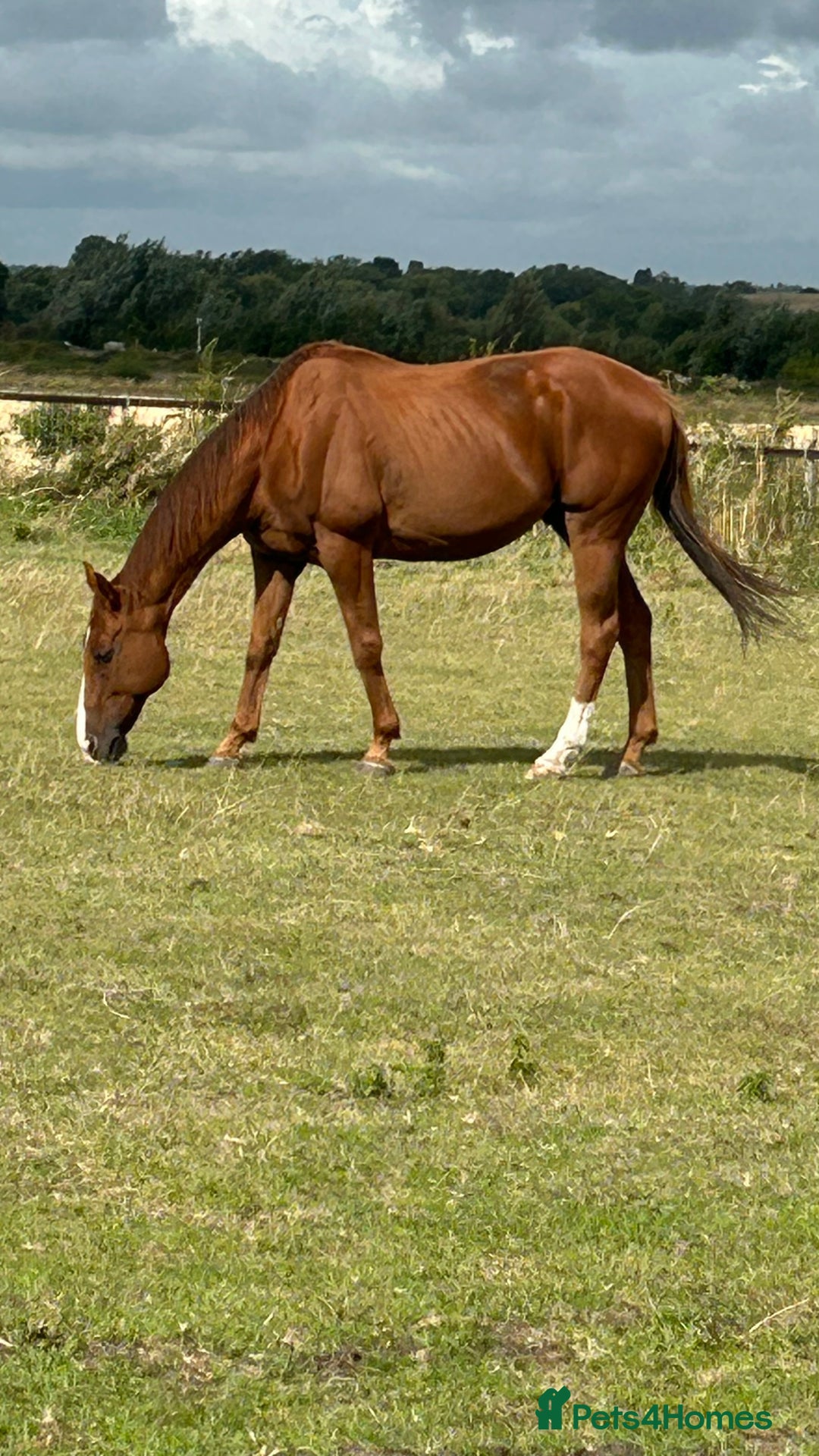 Irish Thoroughbred horses for sale: Tb gelding for sale - Advert 2