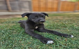 Lurcher dogs for sale: Deerhound Greyhound x deerhound Greyhound f1 - Image 30
