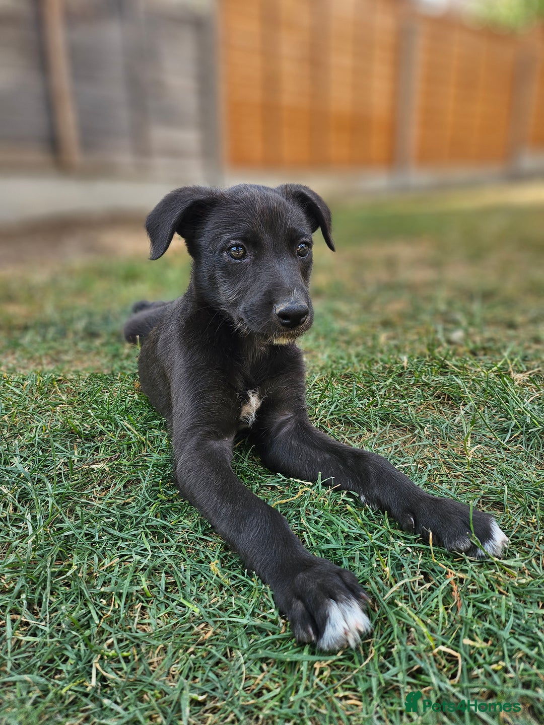 Lurcher dogs for sale: Deerhound Greyhound x deerhound Greyhound f1 - Image 30