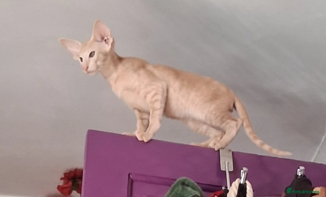 Oriental cats for sale: Stunning modern type cream boy - Advert 2