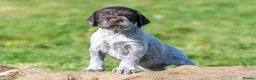 German Wirehaired Pointer dogs for sale: HEALTH CHECKED + 1ST VACC GIVEN. KC REG GWP PUPS - Advert 23