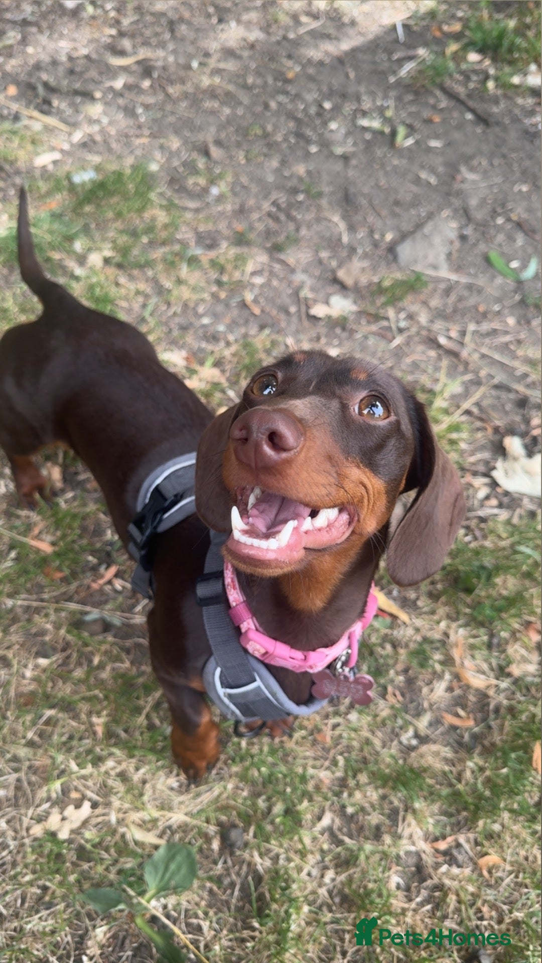 Dachshund dogs Female (Tweenie) Dachshund for Sale - 1 Years old - Advert 1