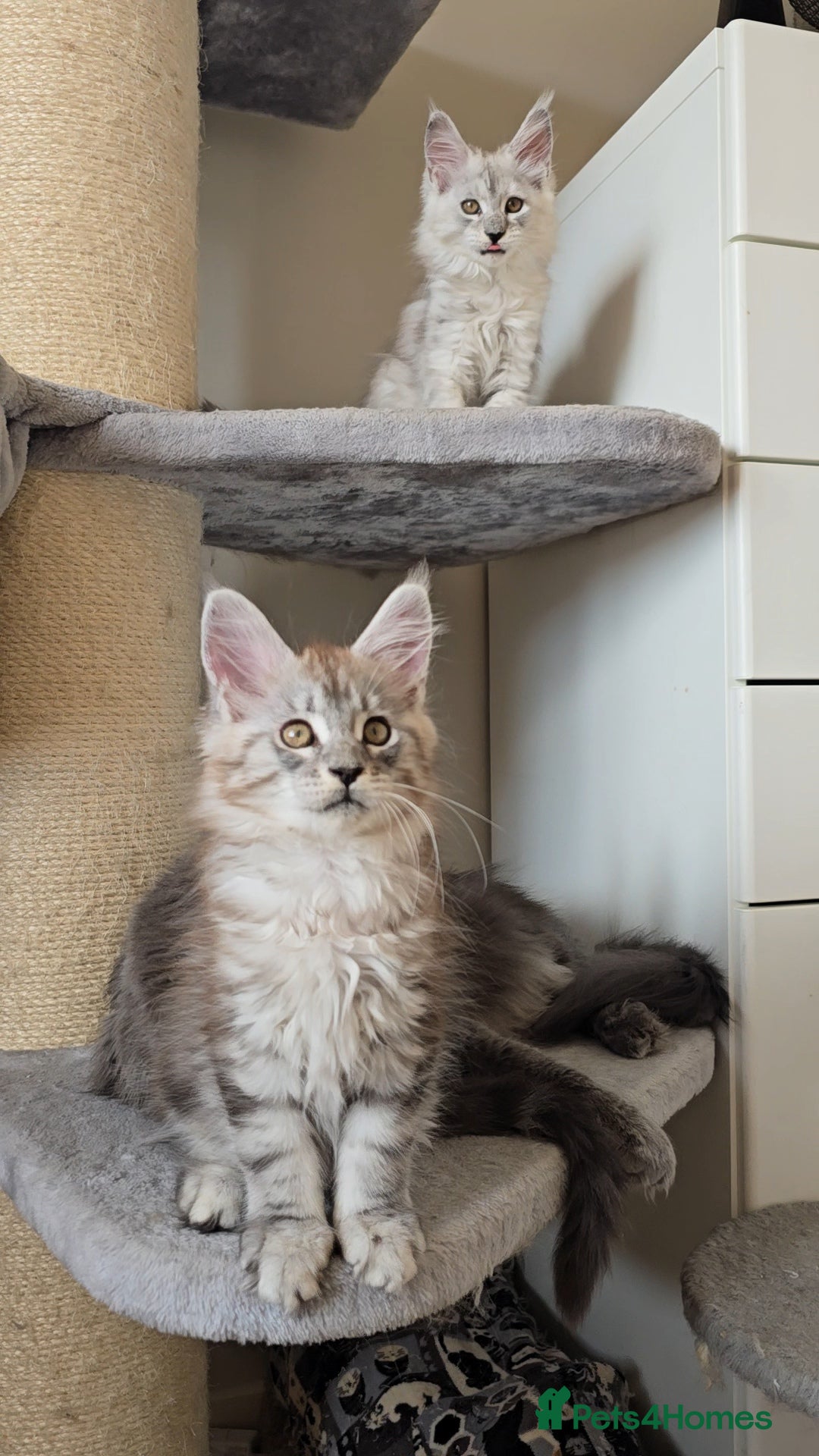 Maine Coon cats for sale: Maine Coon kittens  - Image 9