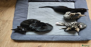 Mixed Breed cats - Advert 3