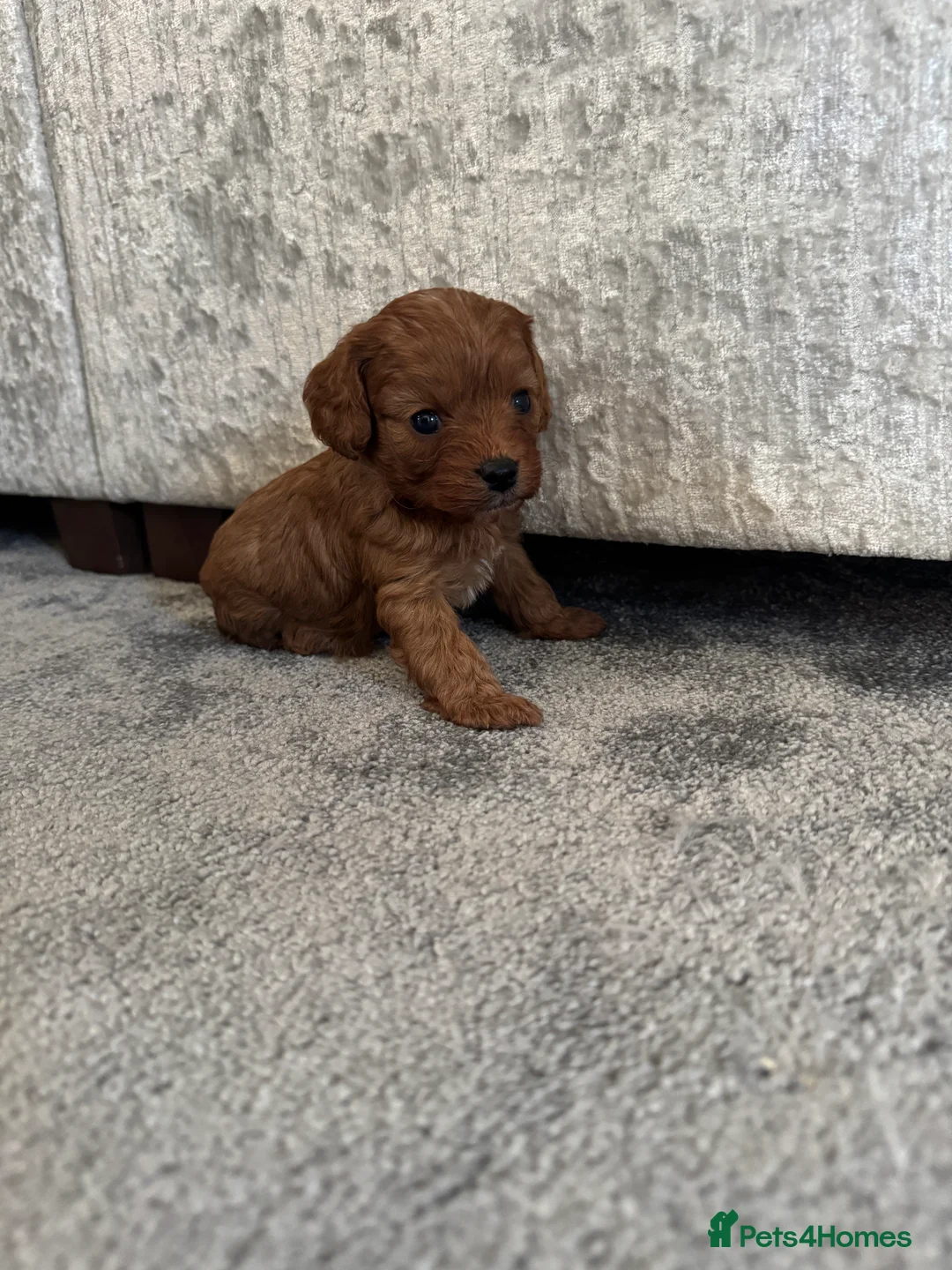 Cavapoo dogs for sale: Superb quality Cavapoo Puppies  - Advert 18