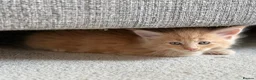 Maine Coon cats for sale: GCCF/ TICA Maine Coon Classic Taby kittens - Advert 33