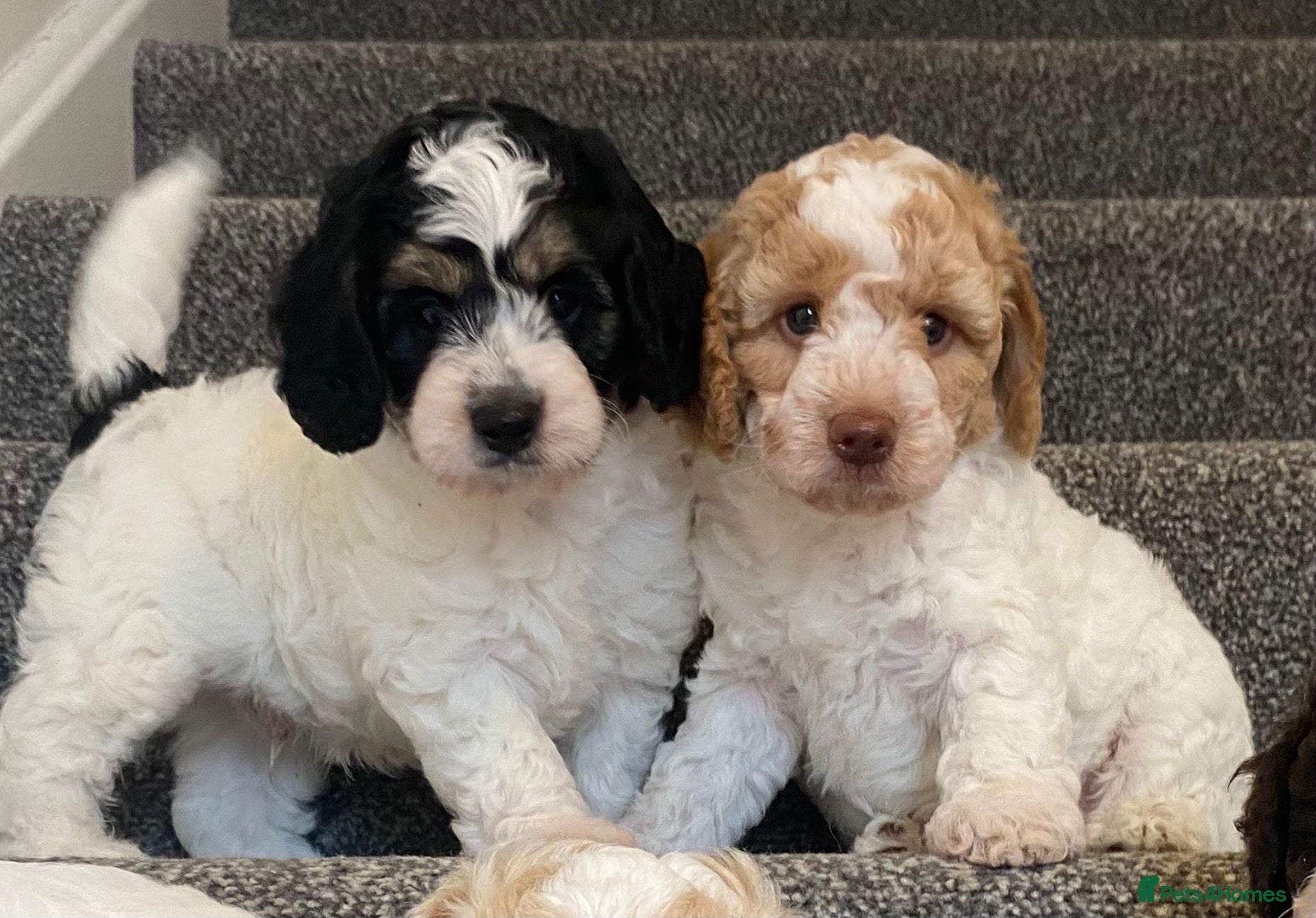 Cockapoo dogs READY - 2 BOYS left 🐶Cockapoos🐶 parents tested  - Advert 17