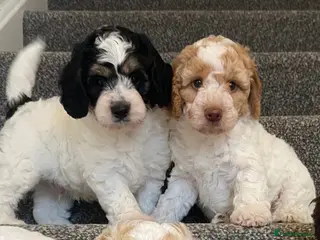 Cockapoo dogs READY - 2 BOYS left 🐶Cockapoos🐶 parents tested - Advert 17