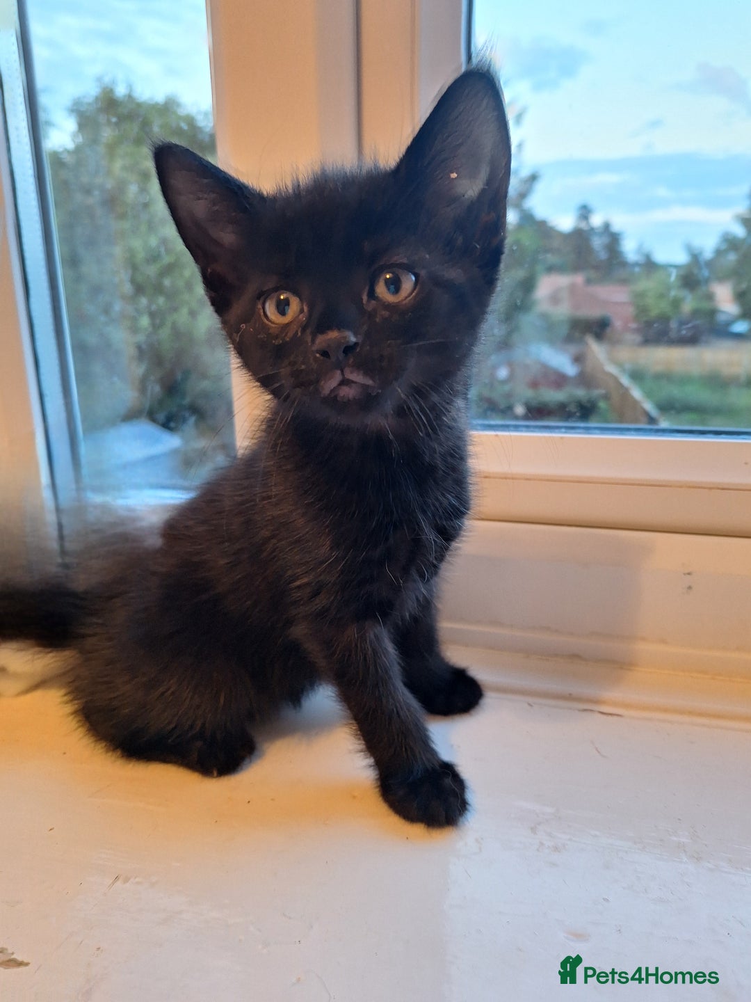Domestic Shorthair cats for sale: ✨️ Beautiful 2 kittens 🩷🩵 Ready for homes now ✨️ - Image 11