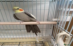 Cockatiels birds for sale: Birds Cockatiel  - Image 6