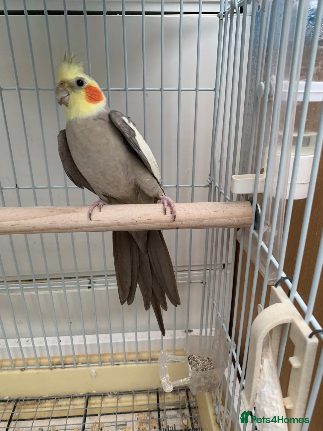 Cockatiels birds for sale: Birds Cockatiel  - Image 6