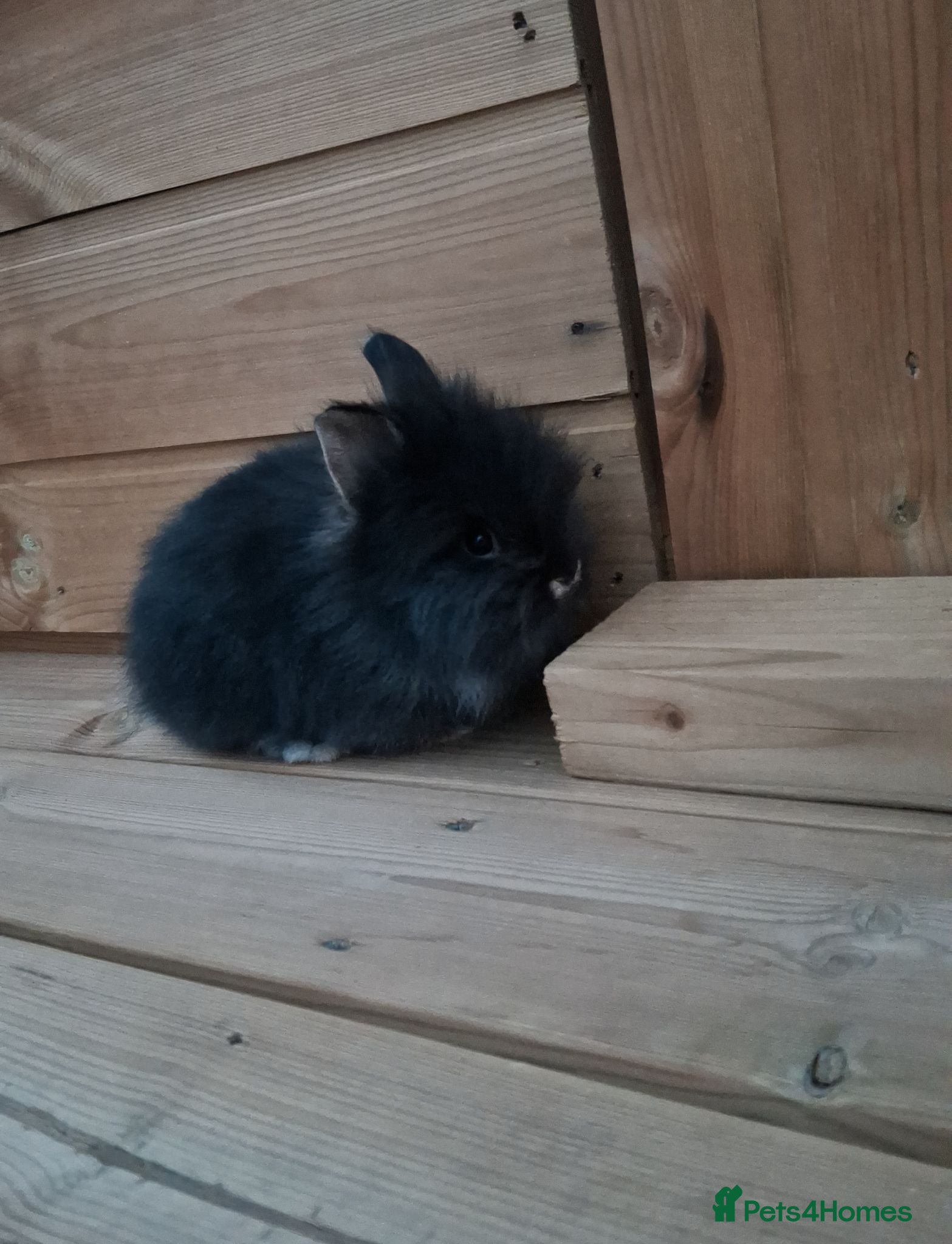 Lionhead rabbits Purebred Lionheads for sale - Advert 5