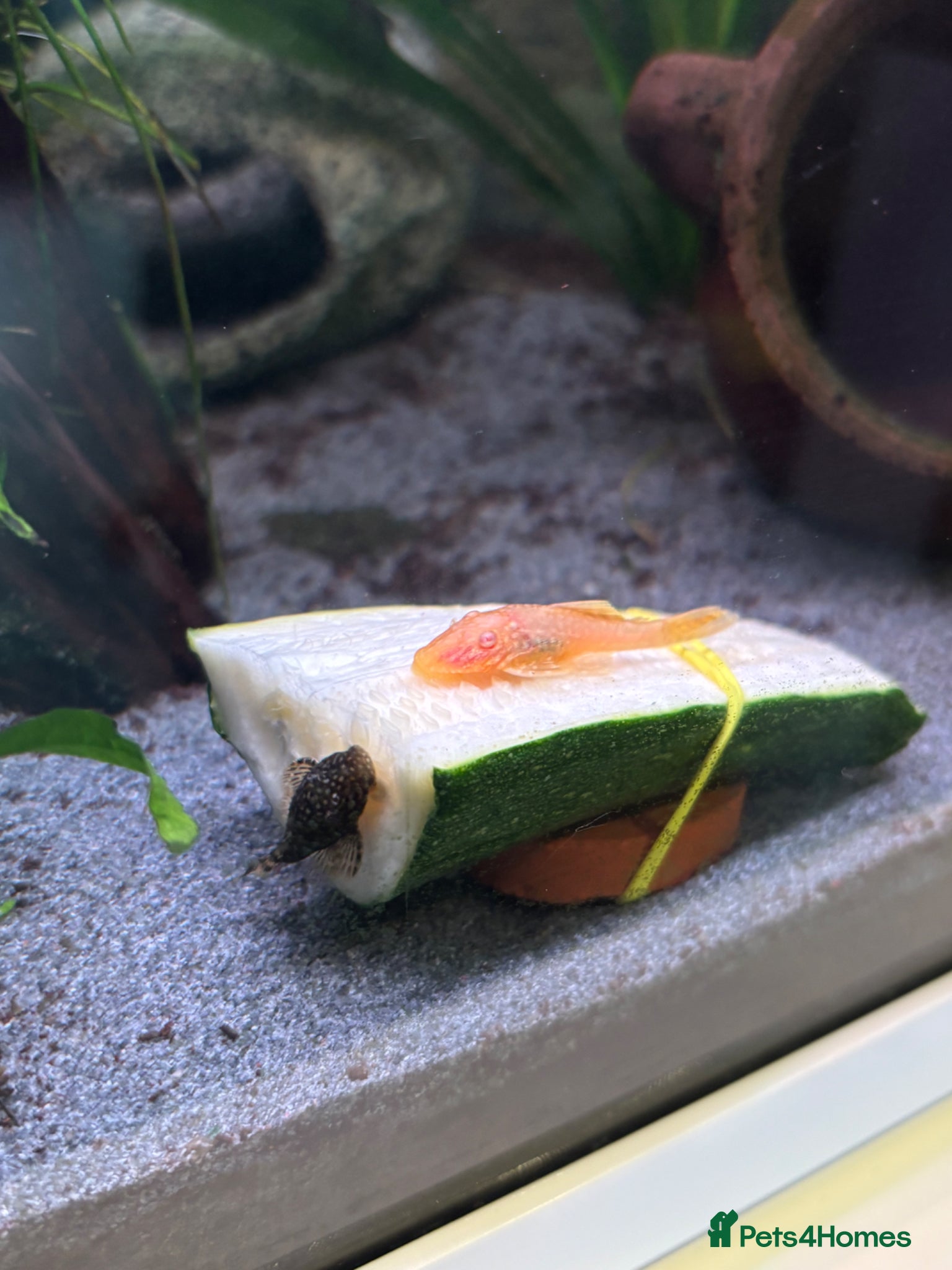 Plecos fish Common and albino bristlenose plecos - Advert 1