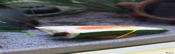 Plecos fish for sale: Common and albino bristlenose plecos - Advert 1