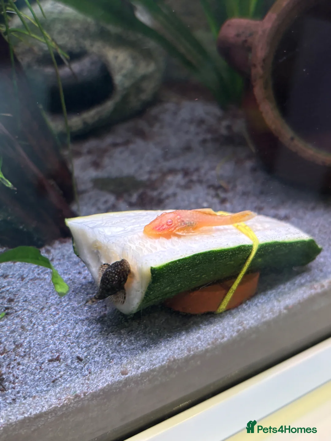 Plecos fish for sale: Common and albino bristlenose plecos - Advert 1