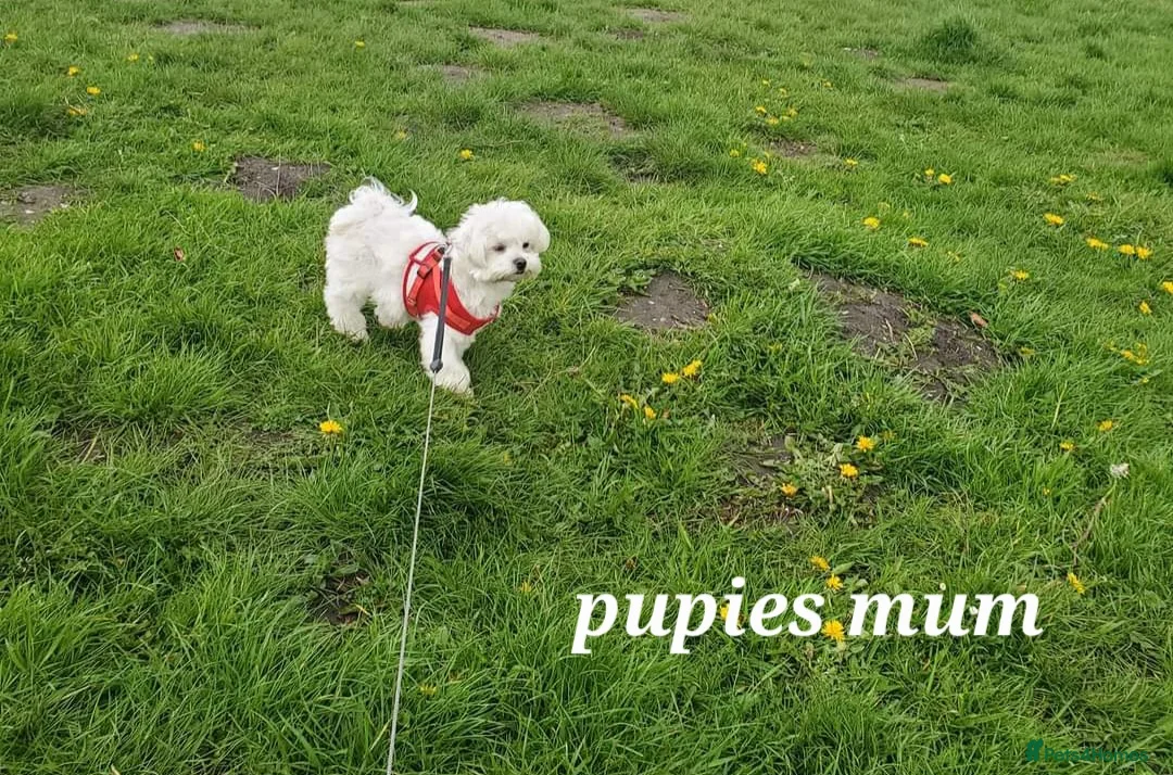 Maltese dogs for sale: 4 beautiful  mini maltese  - Advert 6