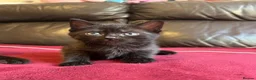 Mixed Breed cats for sale: Kittens for sale - Advert 9