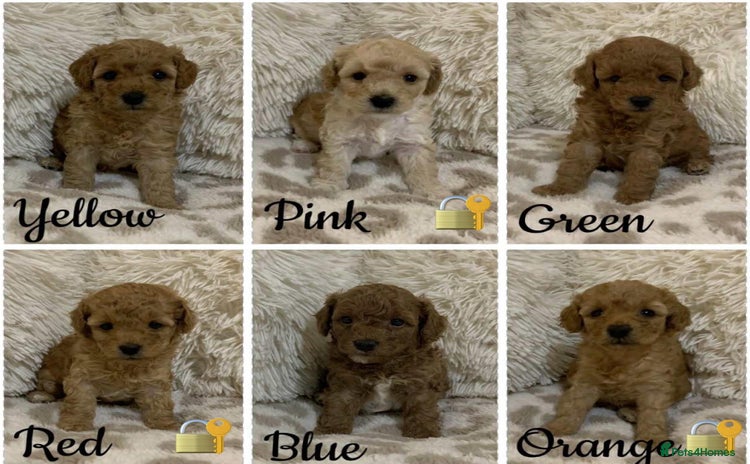 Poochon dogs - Advert 1