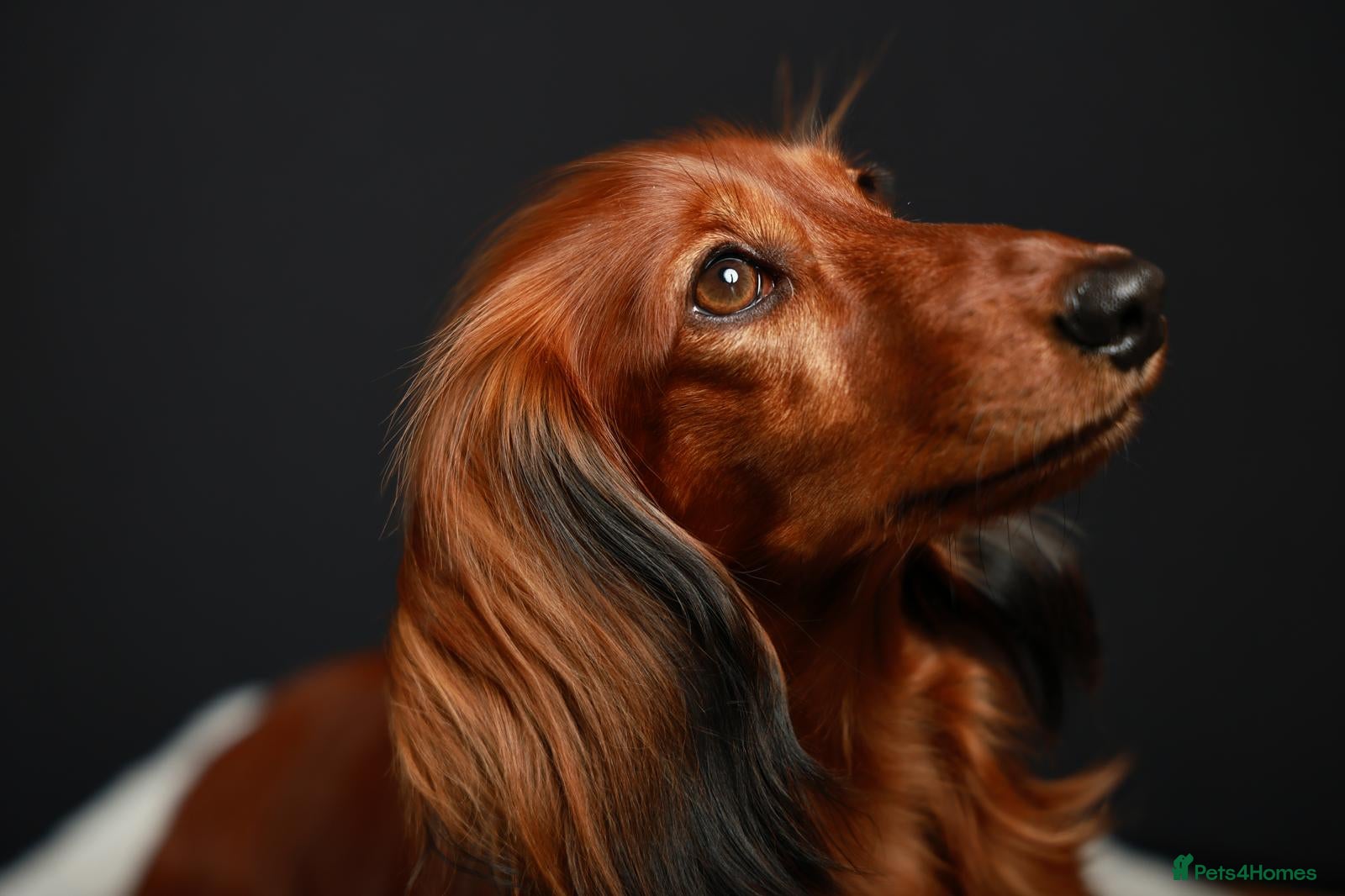 Miniature Dachshund dogs Show class mini longhair pups from Crufts winner  - Advert 2