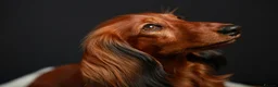Miniature Dachshund dogs for sale: Show class mini longhair pups from Crufts winner  - Advert 10