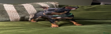 Miniature Pinscher Puppy 1
