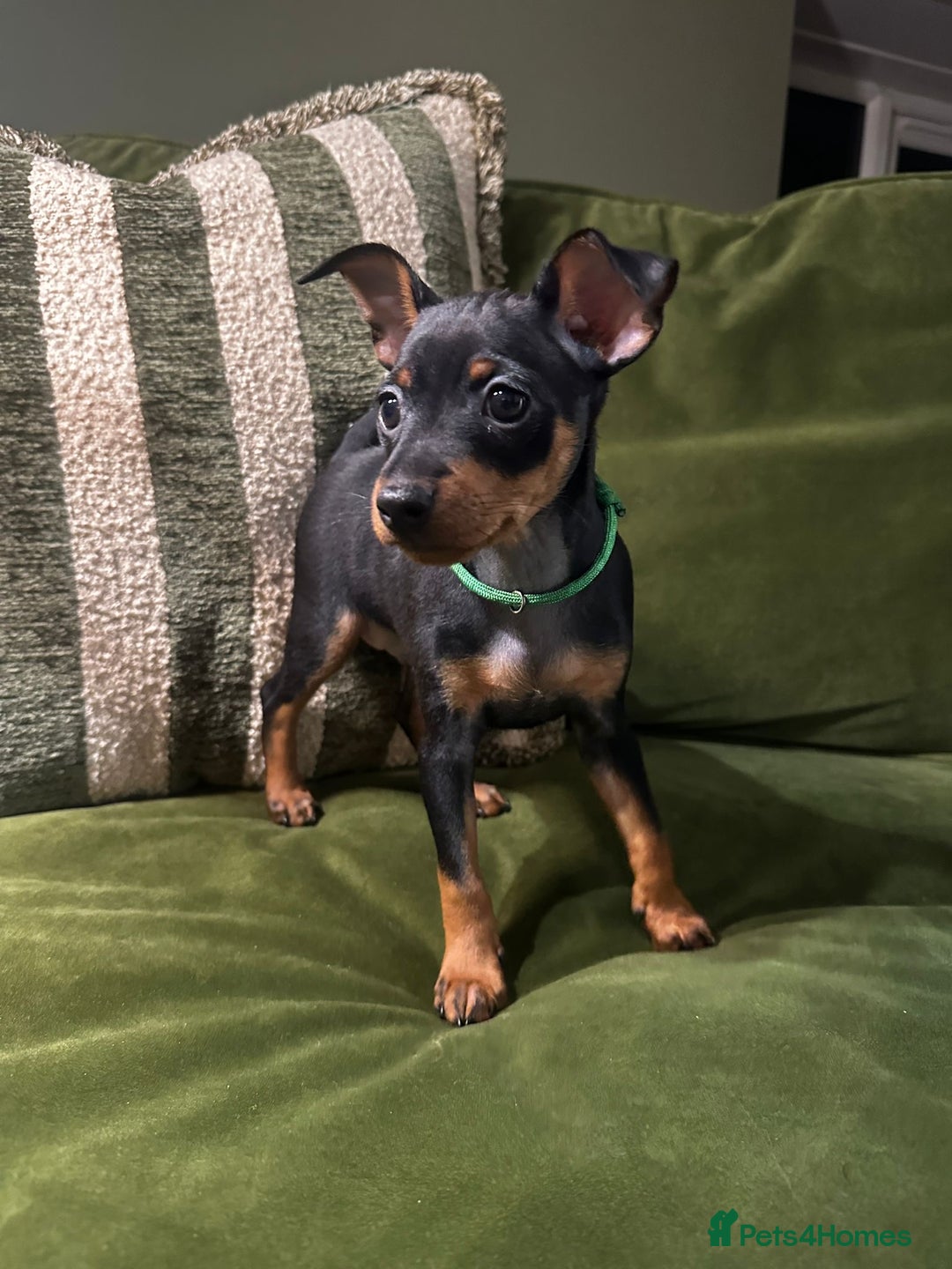 Miniature Pinscher dogs for sale: Stunning Miniature Pinschers - Advert 13
