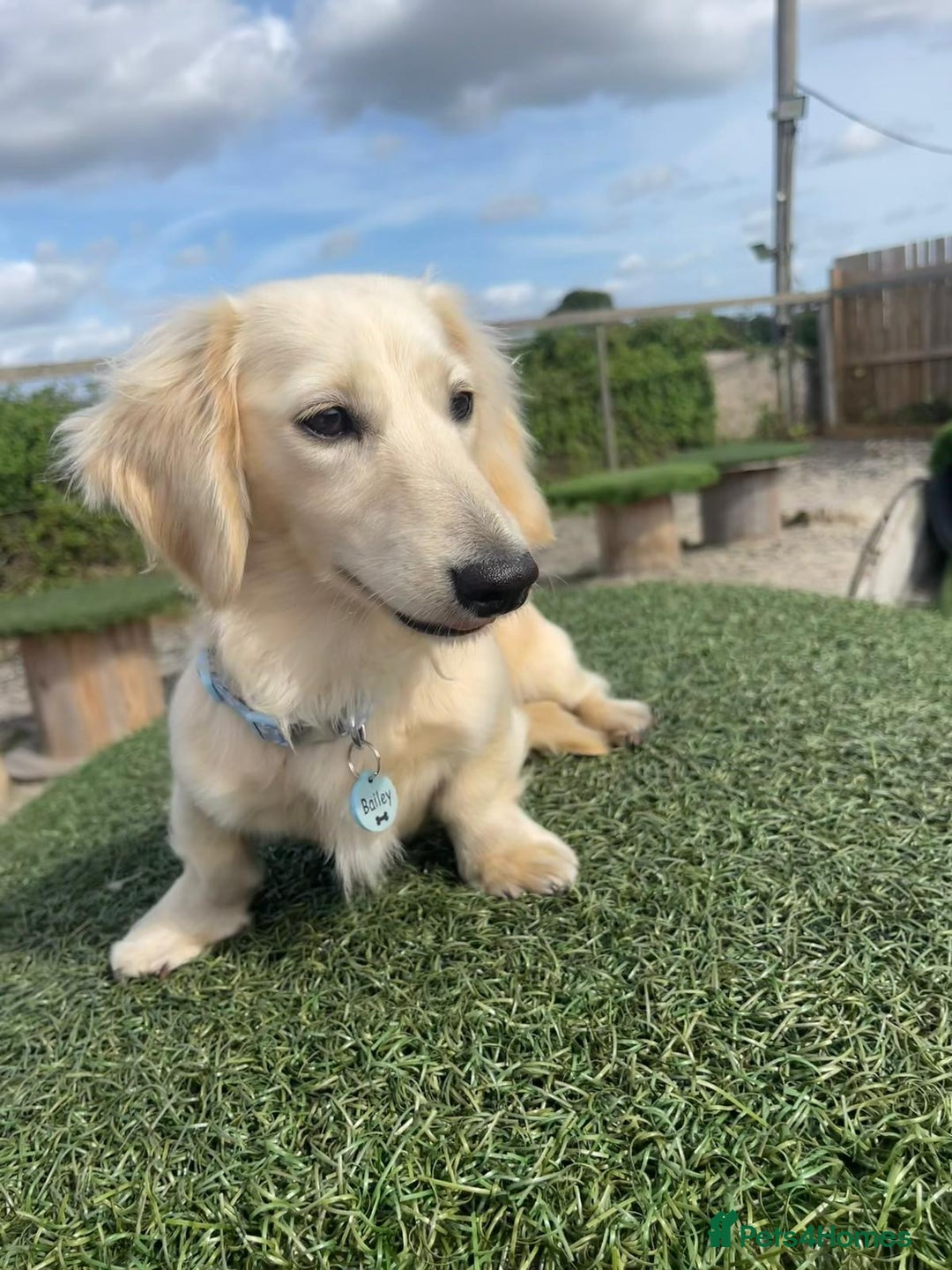 Miniature Dachshund dogs for sale: Platinum Clear Cream Miniature Dachshund - Advert 2