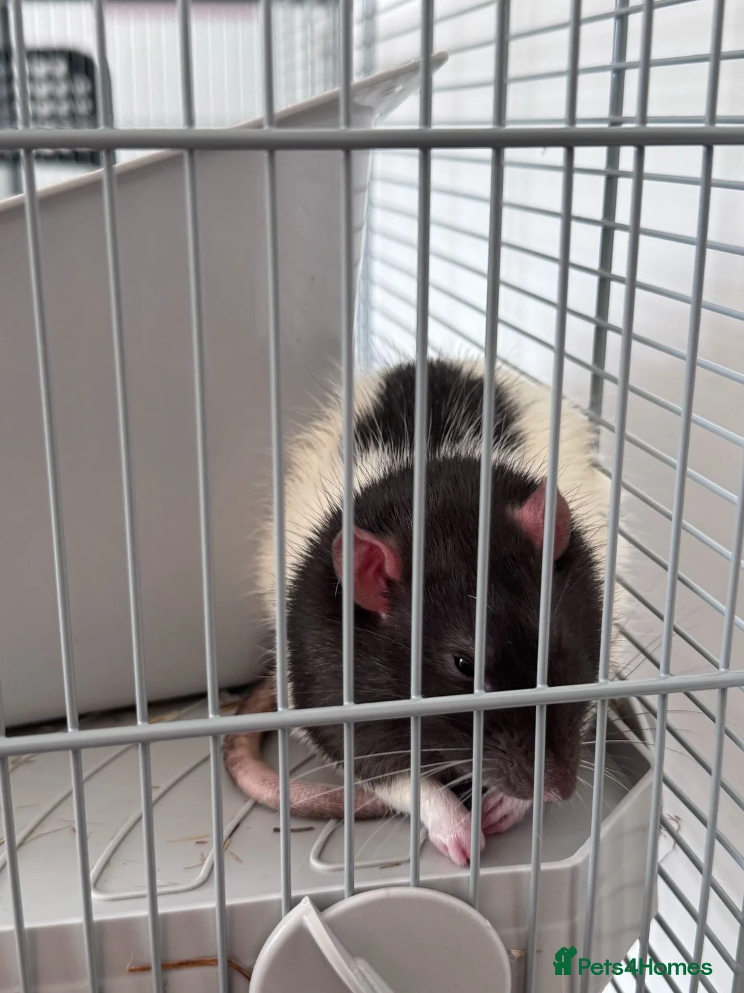 Rat rodents for sale: 2x rats Remy and Emile in London - Advert 3