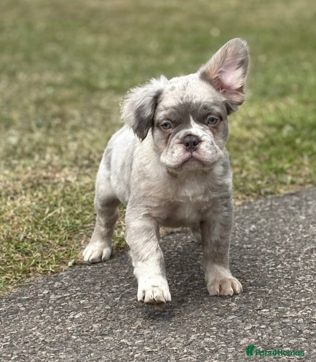 French Bulldog dogs for sale: french bulldogs fluffy.. - Image 26