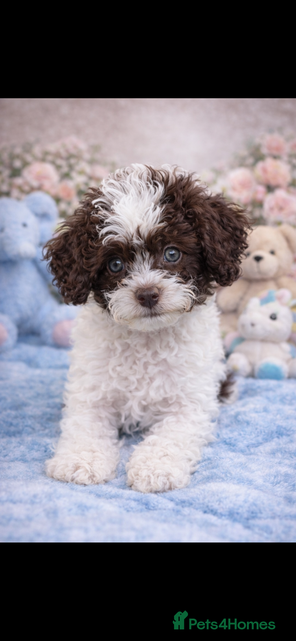 Cavapoo dogs F1b Cavapoo puppies🐶fully health tested READY NOW - Advert 3