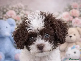 Cavapoo dogs F1b Cavapoo puppies🐶fully health tested READY NOW - Advert 3