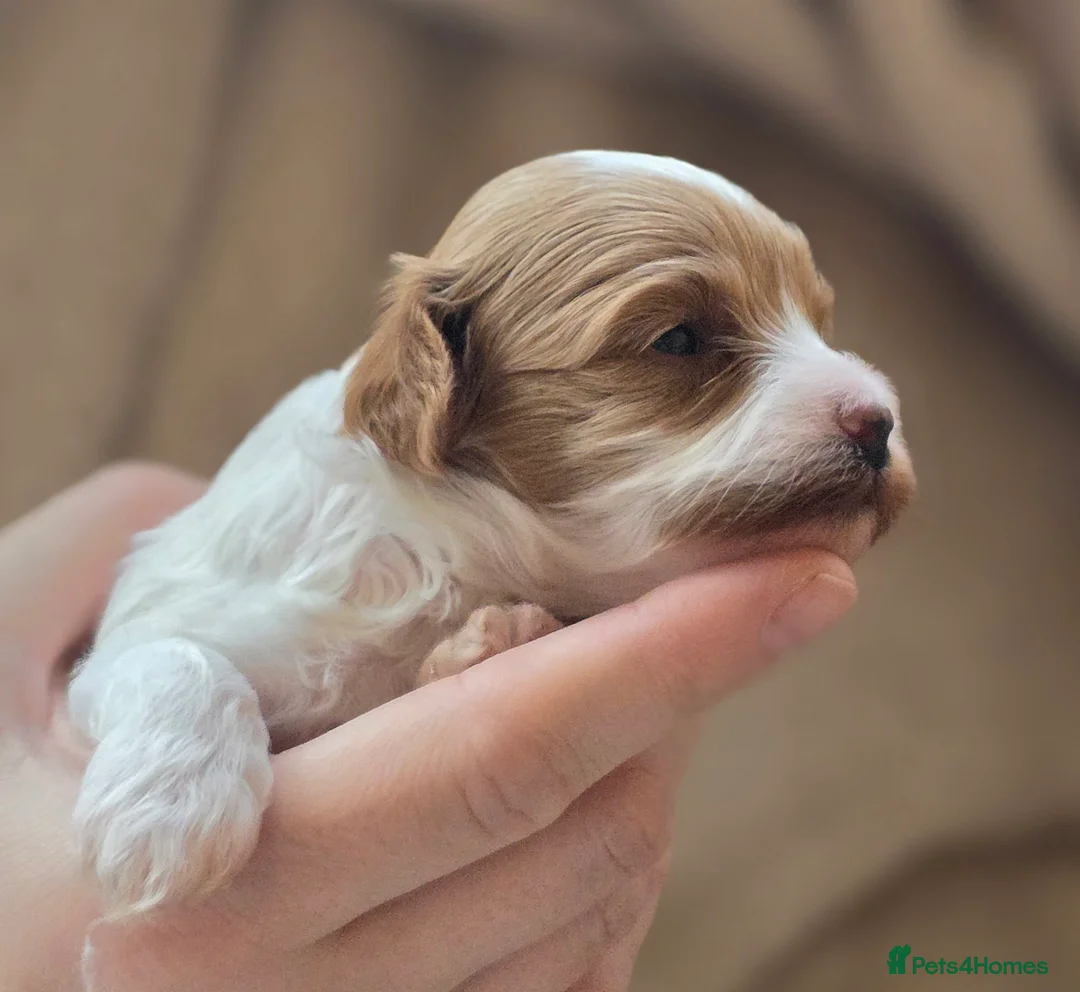 Cavapoo dogs for sale: Small F2 Cavapoo Puppies – Family Raised - Advert 14