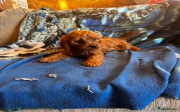 Cavapoo dogs for sale: Red toy cavapoo  - Image 3