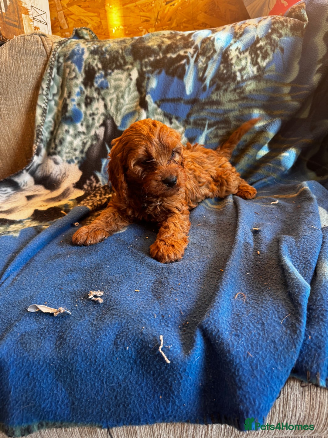 Cavapoo dogs for sale: Red toy cavapoo  - Image 3