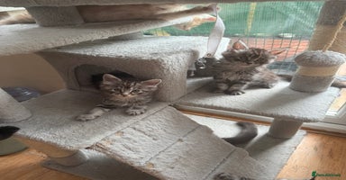 Maine Coon cats in Greenford - Advert 1
