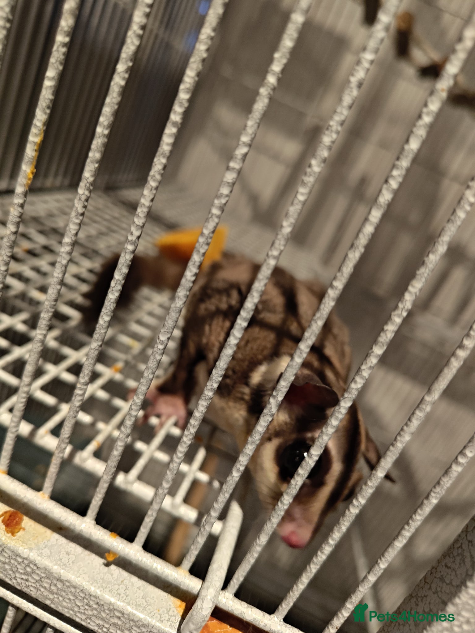 Sugar Glider rodents 2 male sugar gliders. Coming up 2 years old - Advert 1