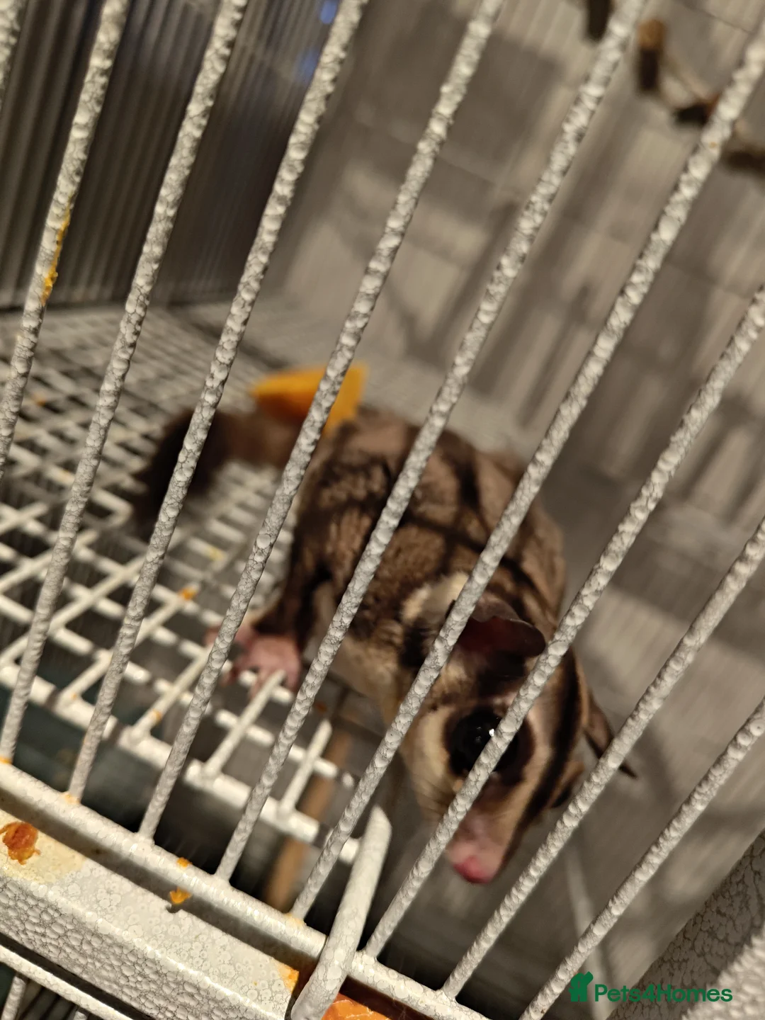 Sugar Glider rodents for sale: 2 male sugar gliders. Coming up 2 years old in Newport Pagnell - Advert 1