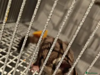 Sugar Glider rodents 2 male sugar gliders. Coming up 2 years old - Advert 5