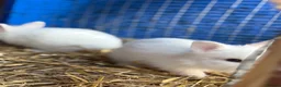 Lionhead rabbits for sale: 5x gorgeous white fluffy lionhead bunnies  - Advert 14