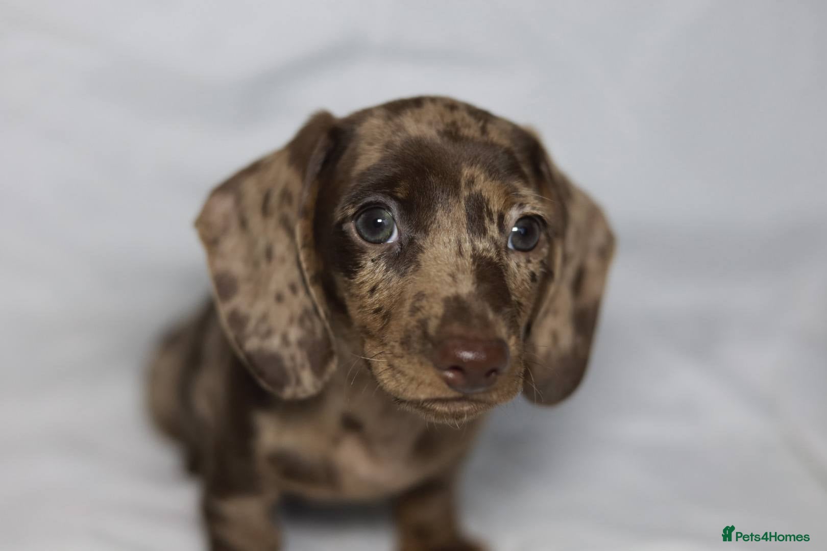 Dachshund dogs Pra clear KC REG MINIATURE Dachshund puppies  - Advert 4